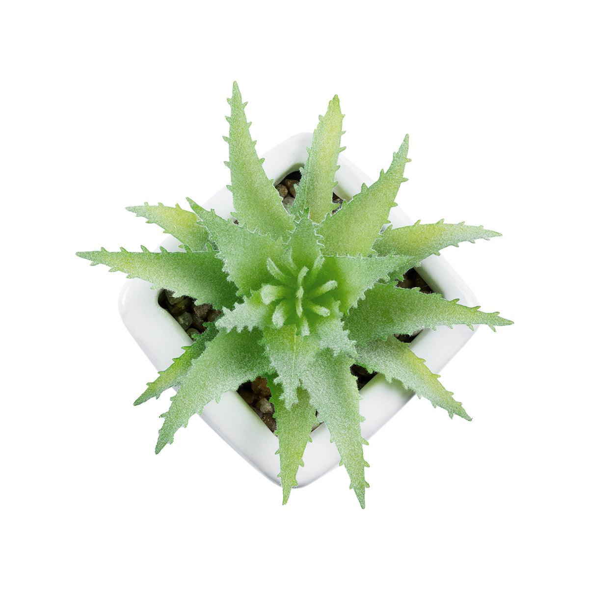 SUCCULENT ALOE LOTUS PLANT 20976 Διακοσμητικό Φυτό Παχύφυτο Λωτός Αλόης Φ8 x Υ8cm