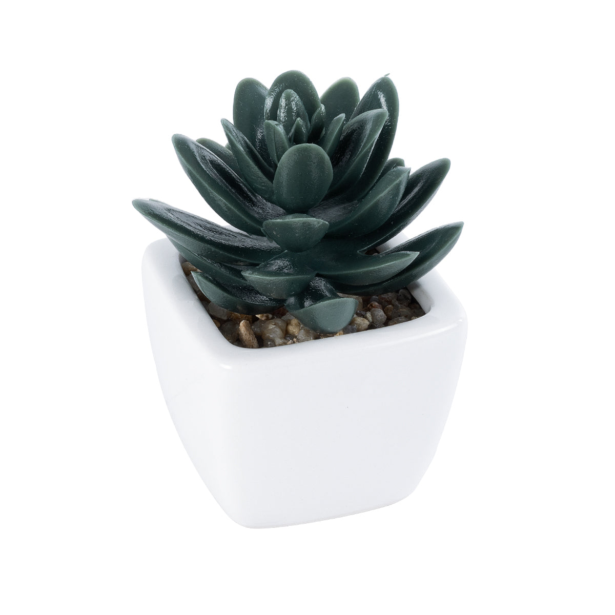 SUCCULENT SEDEVERIA PLANT 20977 Διακοσμητικό Φυτό Παχύφυτο Σεντεβέρια Φ6 x Υ9cm