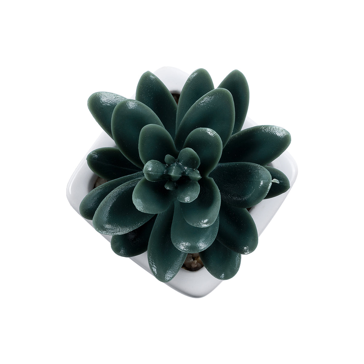 SUCCULENT SEDEVERIA PLANT 20977 Διακοσμητικό Φυτό Παχύφυτο Σεντεβέρια Φ6 x Υ9cm