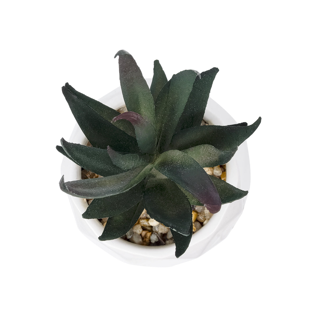 SUCCULENT ALOE POTTED PLANT 20978 Διακοσμητικό Φυτό Αλόης Φ7 x Υ14cm