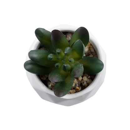 SUCCULENT CRASSULA 20979 Διακοσμητικό Φυτό Παχύφυτο Κράσουλα Υ9cm