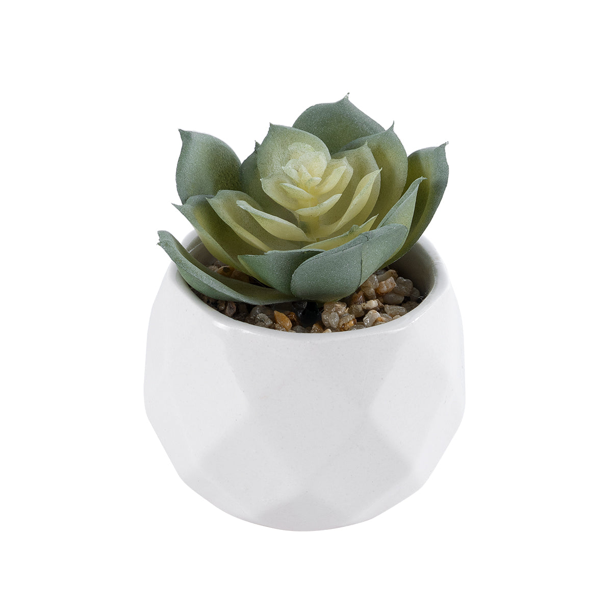 SUCCULENT ECHEVERIA 20980 Διακοσμητικό Φυτό Παχύφυτο Εχεβέρια Υ7.5cm