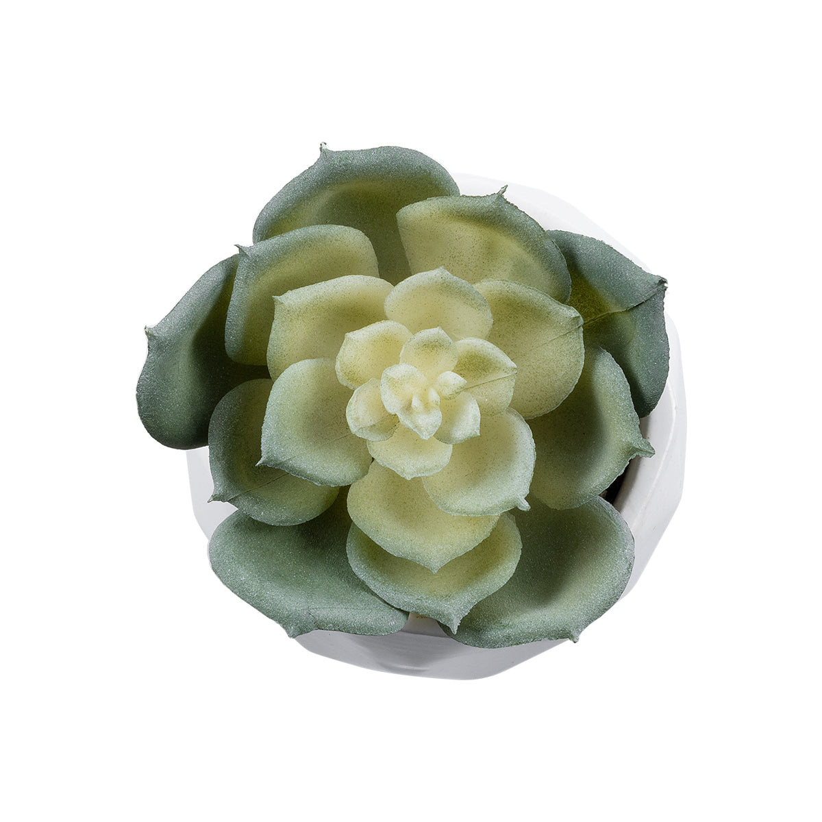 SUCCULENT ECHEVERIA 20980 Διακοσμητικό Φυτό Παχύφυτο Εχεβέρια Υ7.5cm