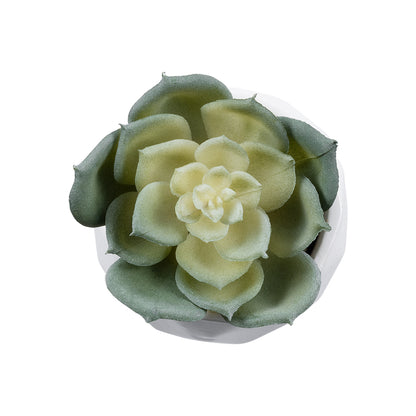 SUCCULENT ECHEVERIA 20980 Διακοσμητικό Φυτό Παχύφυτο Εχεβέρια Υ7.5cm