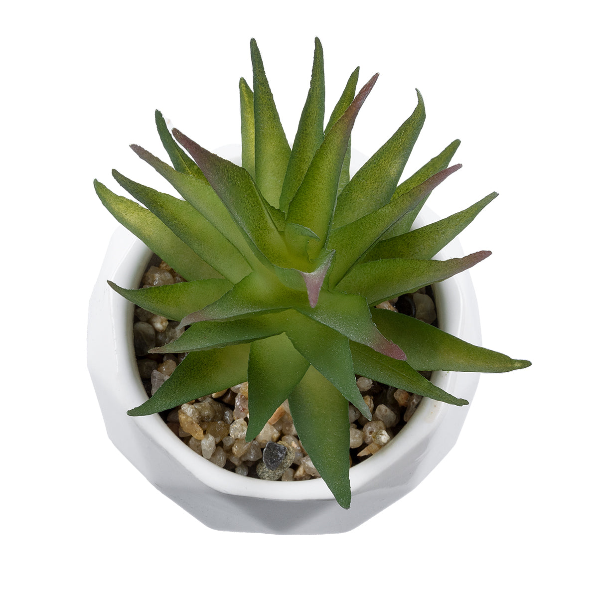 SUCCULENT ALOE 20982 Διακοσμητικό Φυτό Παχύφυτο Αλόη Υ11cm