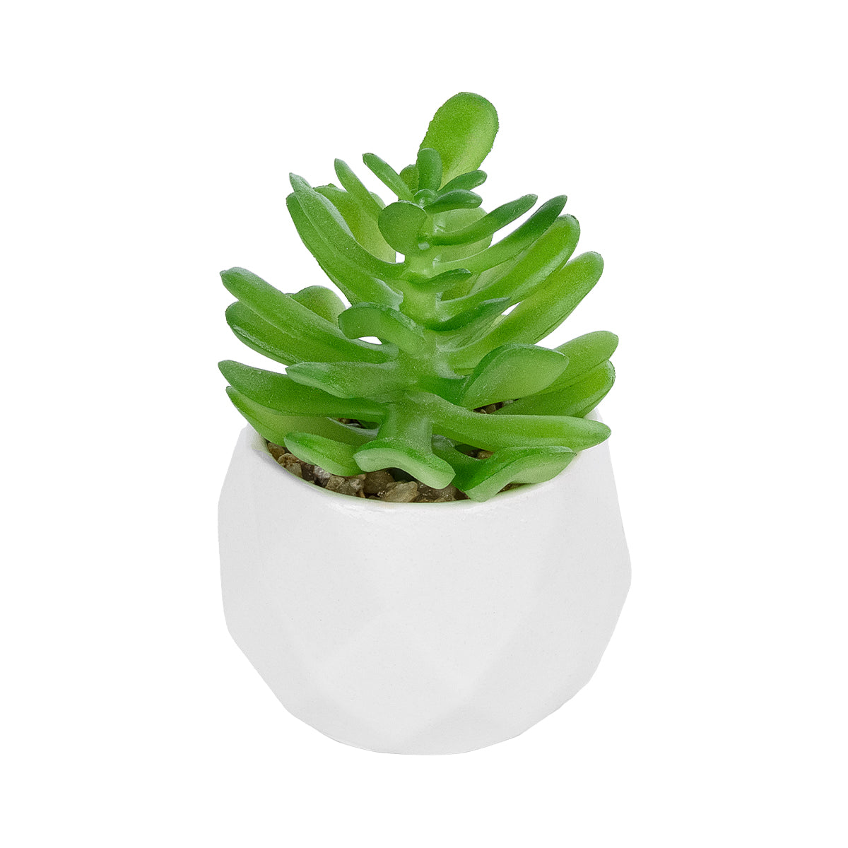 SUCCULENT CRASSULA POTTED PLANT 20986 Διακοσμητικό Φυτό Κρασούλα Φ6 x Υ10cm