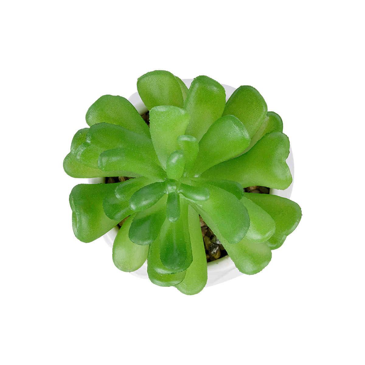 SUCCULENT CRASSULA POTTED PLANT 20986 Διακοσμητικό Φυτό Κρασούλα Φ6 x Υ10cm