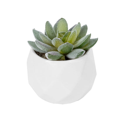 SUCCULENT SEDEVERIA POTTED PLANT 20987 Διακοσμητικό Φυτό Σεδεβέρια Φ7 x Υ7,5cm