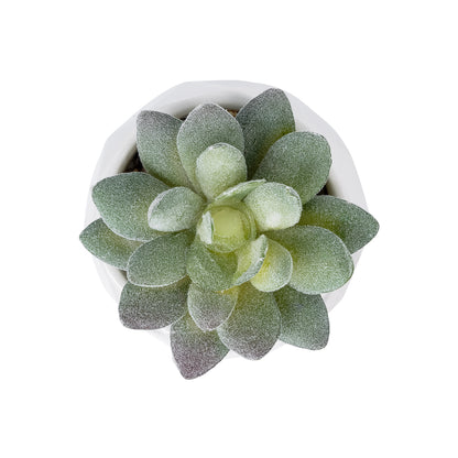 SUCCULENT SEDEVERIA POTTED PLANT 20987 Διακοσμητικό Φυτό Σεδεβέρια Φ7 x Υ7,5cm