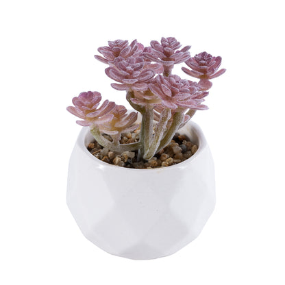 SUCCULENT SEDUM 20988 Διακοσμητικό Φυτό Παχύφυτο Σέδο Υ10cm