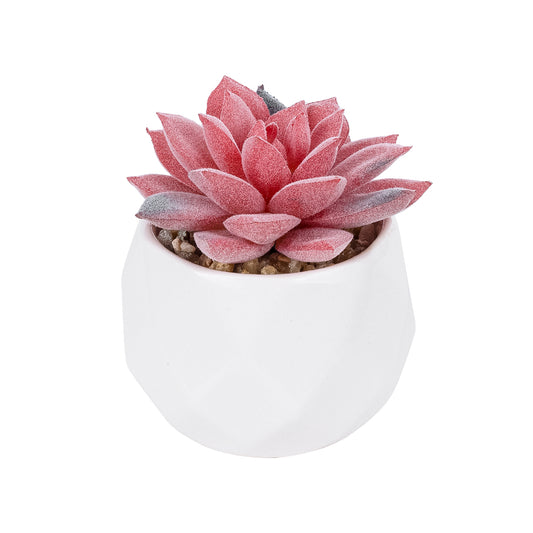 SUCCULENT SEDEVERIA POTTED PLANT 20989 Διακοσμητικό Φυτό Σεδεβέρια Φ6,5 x Υ8cm