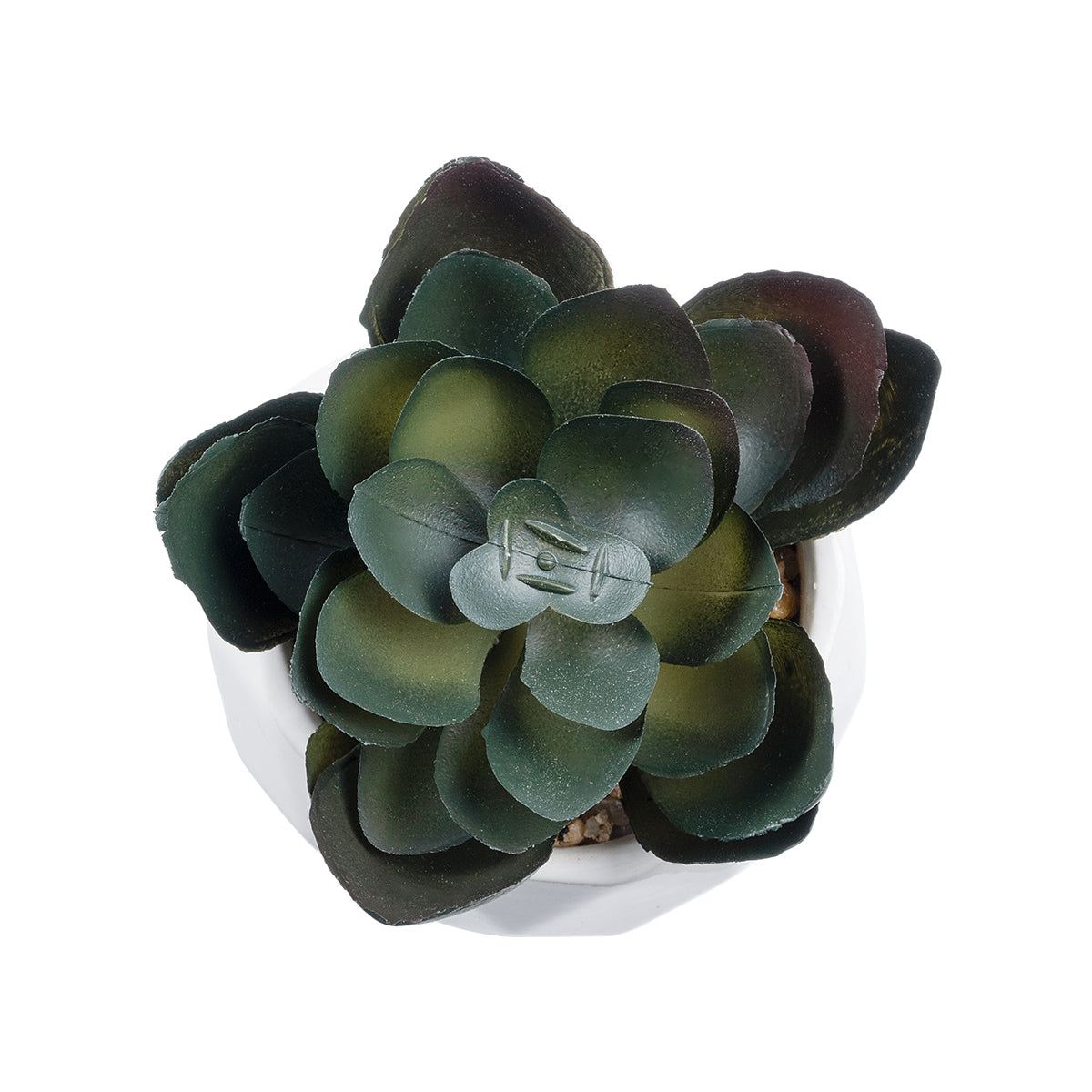 SUCCULENT ECHEVERIA 20990 Διακοσμητικό Φυτό Παχύφυτο Εχεβέρια Υ8.5cm