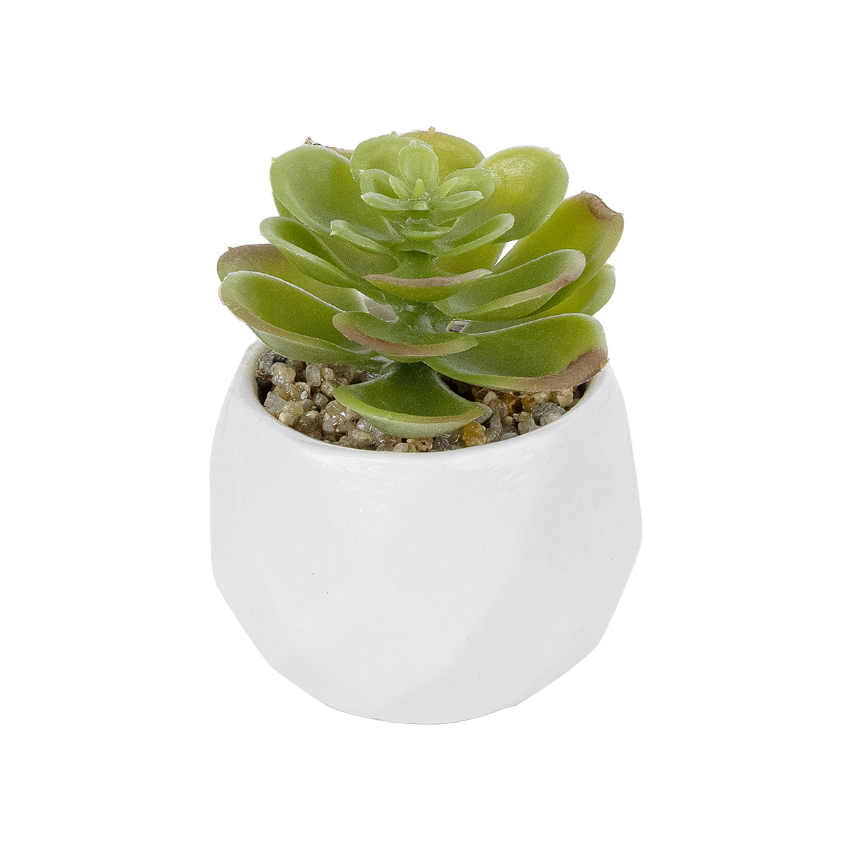 SUCCULENT ECHEVERIA POTTED PLANT 20991 Διακοσμητικό Φυτό Εχεβέρια Φ6 x Υ8,5cm