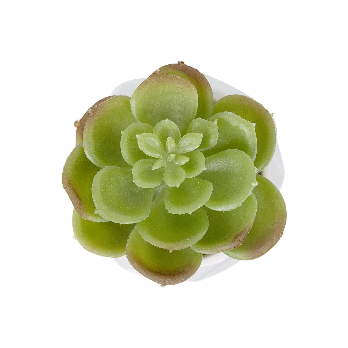 SUCCULENT ECHEVERIA POTTED PLANT 20991 Διακοσμητικό Φυτό Εχεβέρια Φ6 x Υ8,5cm