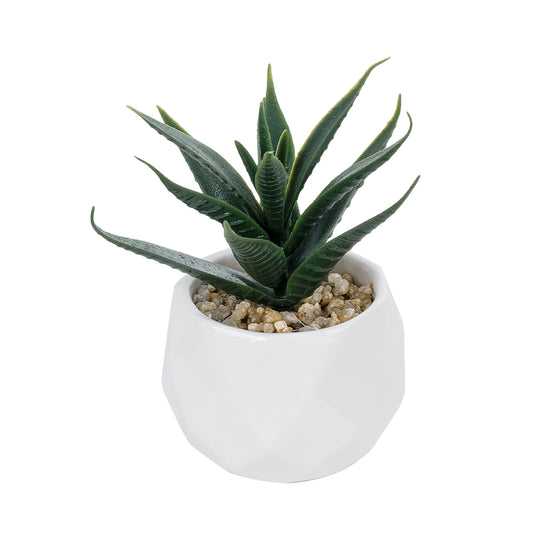 SUCCULENT ALOE POTTED PLANT 20992 Διακοσμητικό Φυτό Αλόη Φ8 x Υ12cm