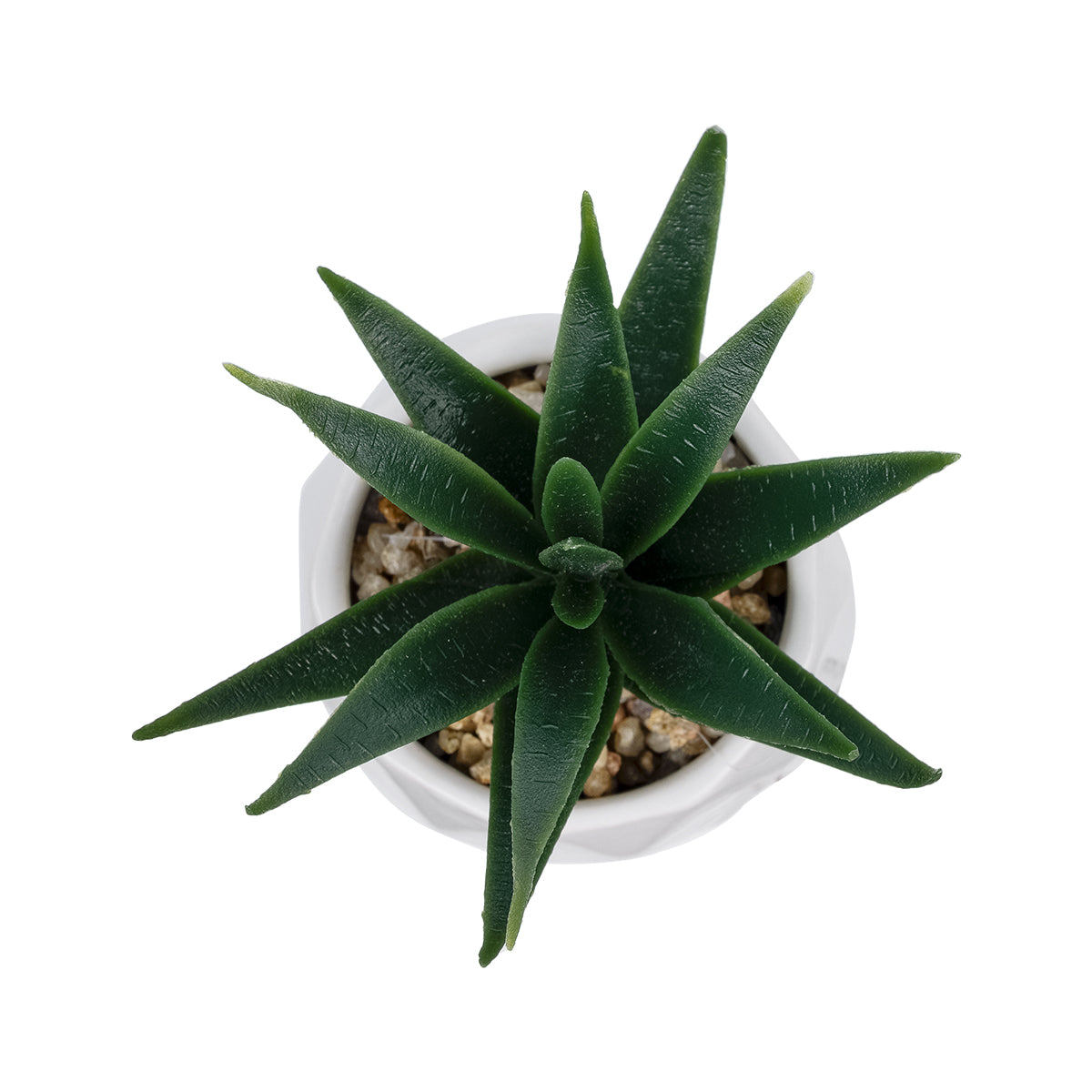 SUCCULENT ALOE POTTED PLANT 20992 Διακοσμητικό Φυτό Αλόη Φ8 x Υ12cm