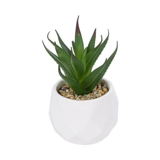 SUCCULENT ALOE POTTED PLANT 20993 Διακοσμητικό Φυτό Αλόη Φ8 x Υ12cm