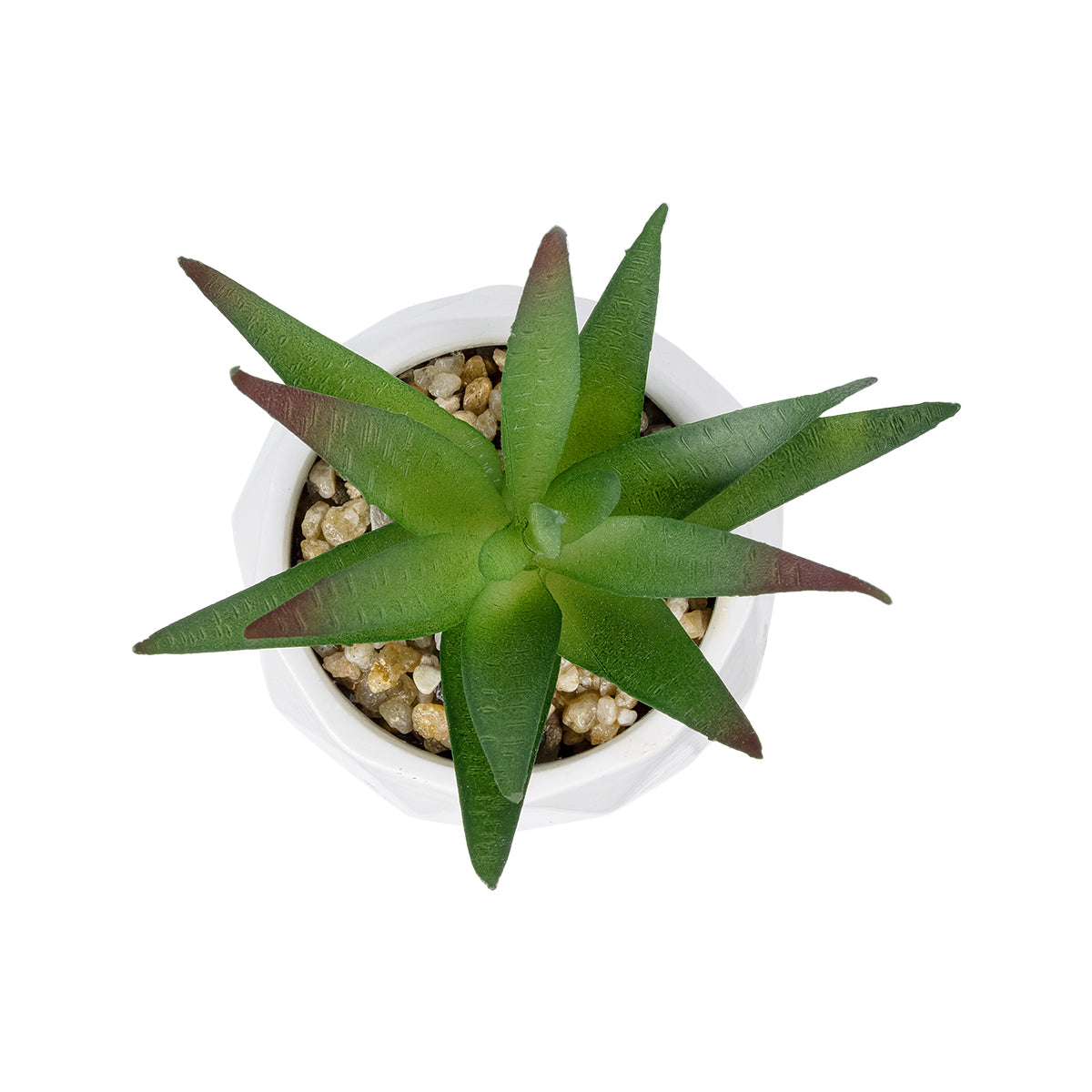 SUCCULENT ALOE POTTED PLANT 20993 Διακοσμητικό Φυτό Αλόη Φ8 x Υ12cm