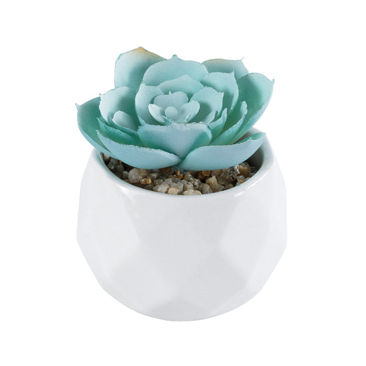 SUCCULENT ECHEVERIA 20996 Διακοσμητικό Φυτό Παχύφυτο Εχεβέρια Υ7cm