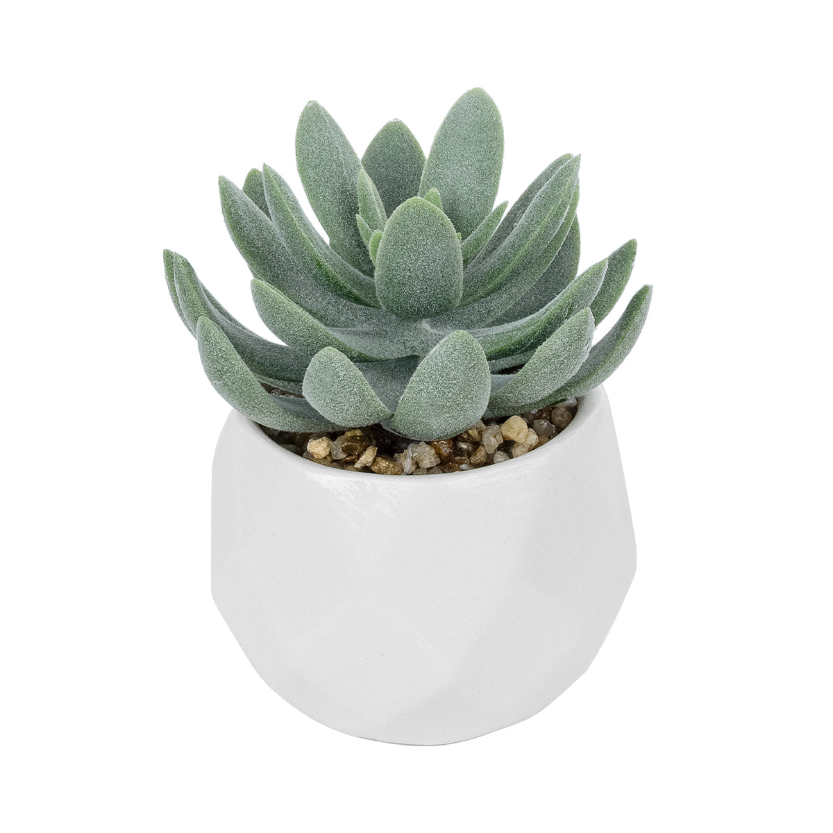 SUCCULENT SEDEVERIA POTTED PLANT 20998 Διακοσμητικό Φυτό Σεδεβέρια Φ7 x Υ9cm