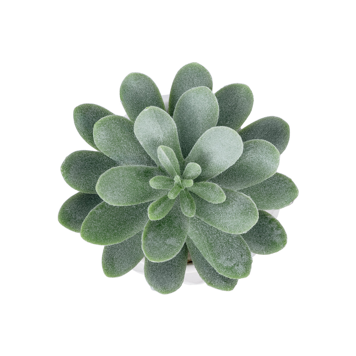 SUCCULENT SEDEVERIA POTTED PLANT 20998 Διακοσμητικό Φυτό Σεδεβέρια Φ7 x Υ9cm