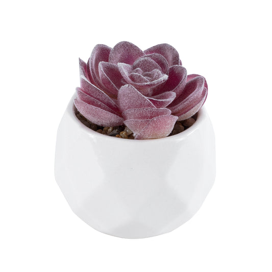 SUCCULENT ECHEVERIA 21000 Διακοσμητικό Φυτό Παχύφυτο Εχεβέρια Υ7.5cm