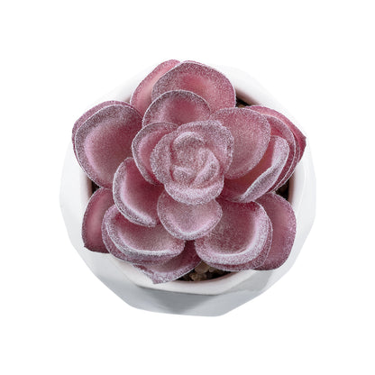 SUCCULENT ECHEVERIA 21000 Διακοσμητικό Φυτό Παχύφυτο Εχεβέρια Υ7.5cm