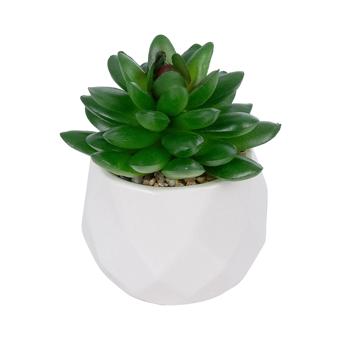 SUCCULENT SEDEVERIA POTTED PLANT 21002 Διακοσμητικό Φυτό Σεδεβέρια Φ8 x Υ9cm