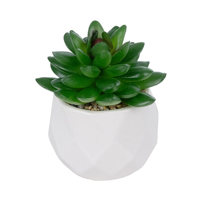 SUCCULENT SEDEVERIA POTTED PLANT 21002 Διακοσμητικό Φυτό Σεδεβέρια Φ8 x Υ9cm