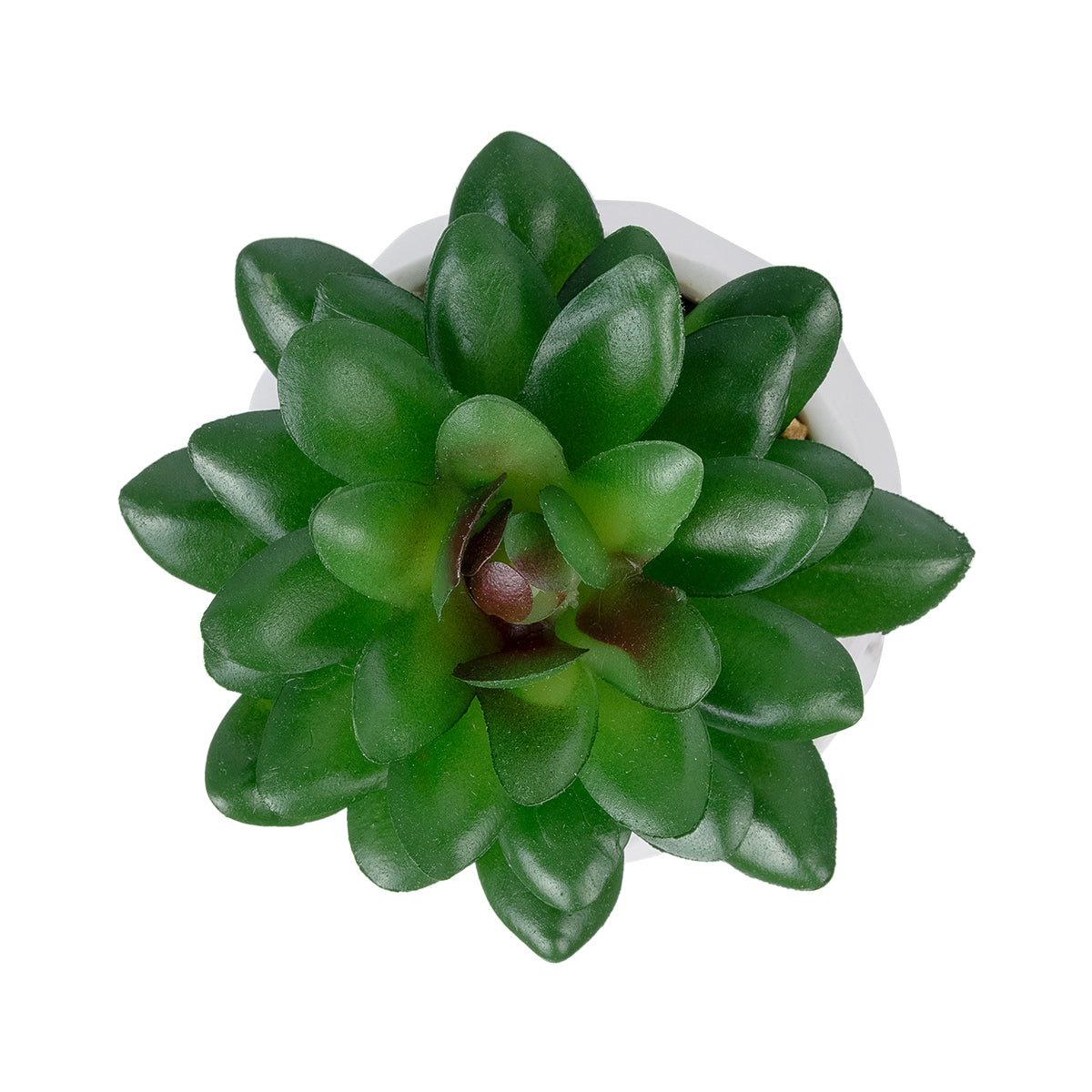 SUCCULENT SEDEVERIA POTTED PLANT 21002 Διακοσμητικό Φυτό Σεδεβέρια Φ8 x Υ9cm