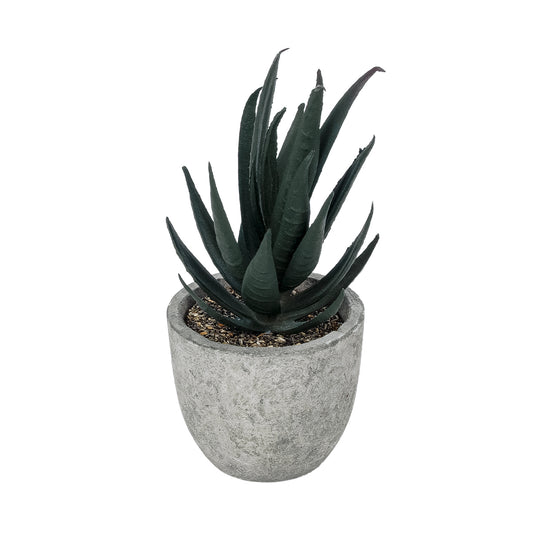 SUCCULENT ALOE POTTED PLANT 21007 Διακοσμητικό Φυτό Αλόη Φ7 x Υ14cm