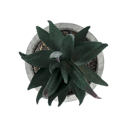 SUCCULENT ALOE POTTED PLANT 21007 Διακοσμητικό Φυτό Αλόη Φ7 x Υ14cm