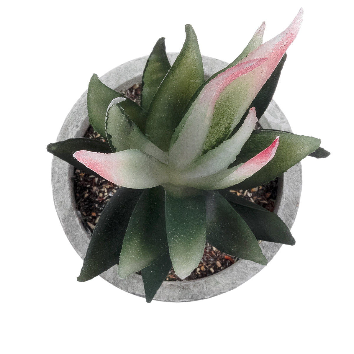 SUCCULENT ALOE 21008 Διακοσμητικό Φυτό Παχύφυτο Αλόη Υ14cm