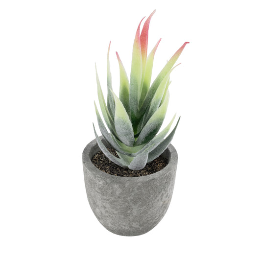 SUCCULENT ALOE 21009 Διακοσμητικό Φυτό Παχύφυτο Αλόη Υ14cm