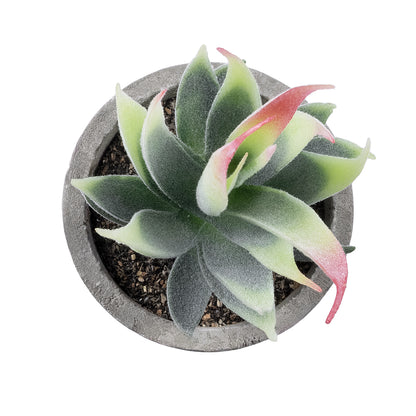 SUCCULENT ALOE 21009 Διακοσμητικό Φυτό Παχύφυτο Αλόη Υ14cm