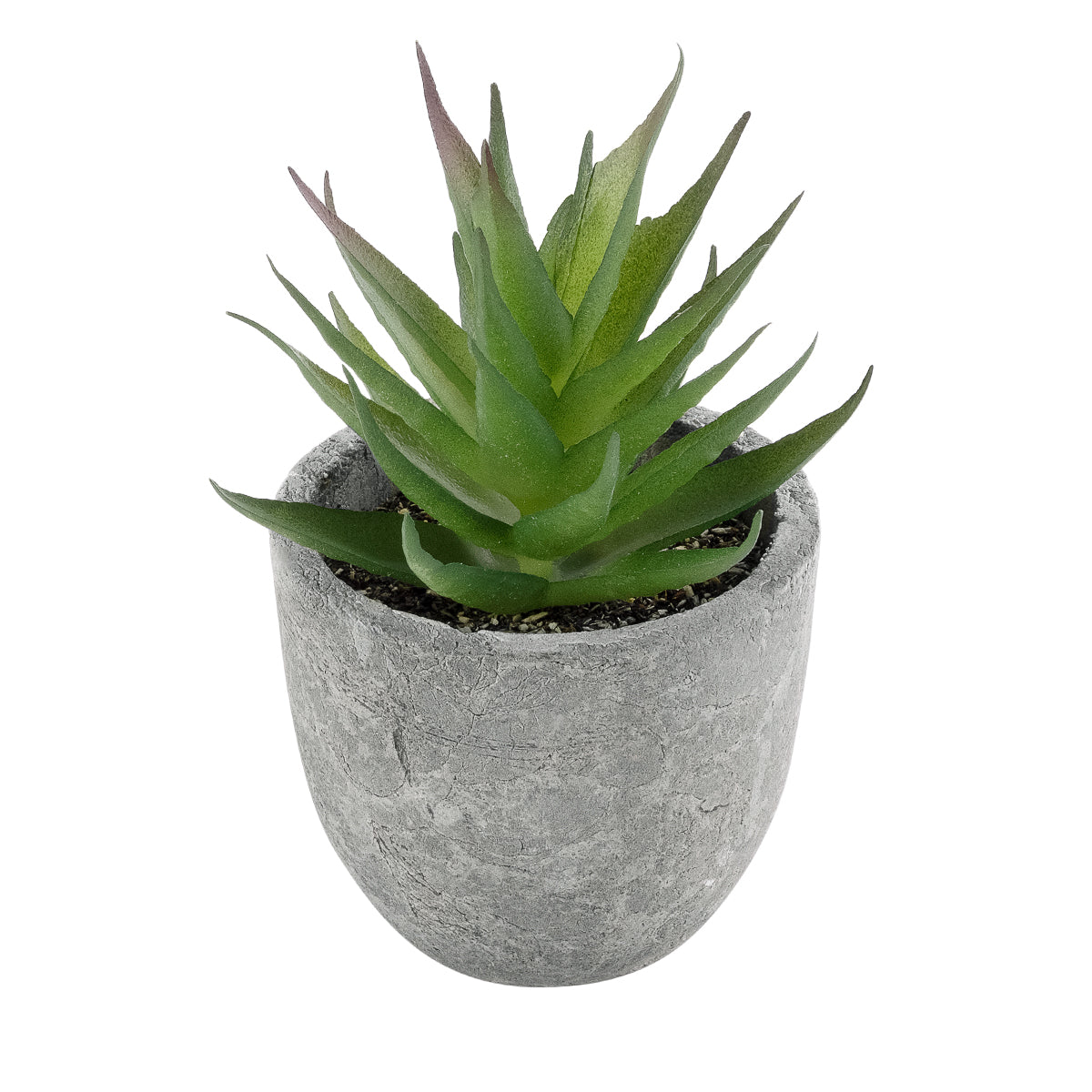 SUCCULENT ALOE 21010 Διακοσμητικό Φυτό Παχύφυτο Αλόη Υ11cm