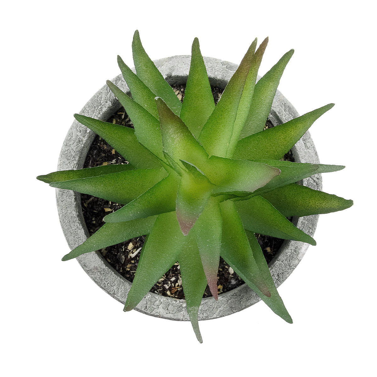 SUCCULENT ALOE 21010 Διακοσμητικό Φυτό Παχύφυτο Αλόη Υ11cm