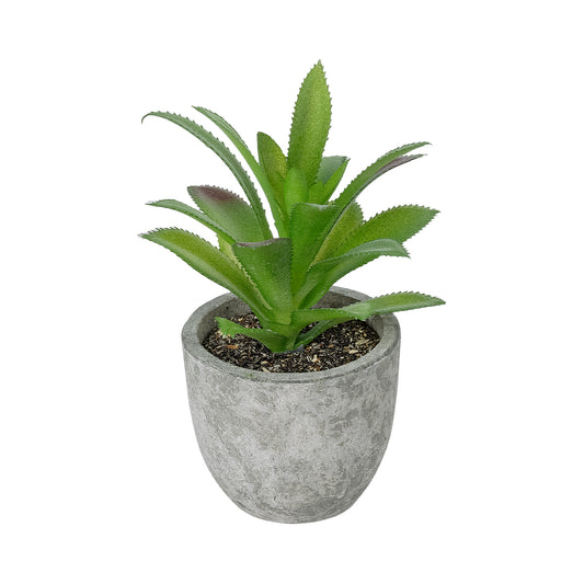 SUCCULENT ALOE POTTED PLANT 21012 Διακοσμητικό Φυτό Αλόη Φ9 x Υ13cm