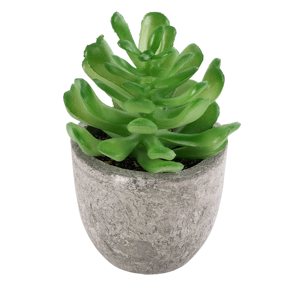 SUCCULENT CRASSULA 21014 Διακοσμητικό Φυτό Παχύφυτο Κράσουλα Υ11.5cm