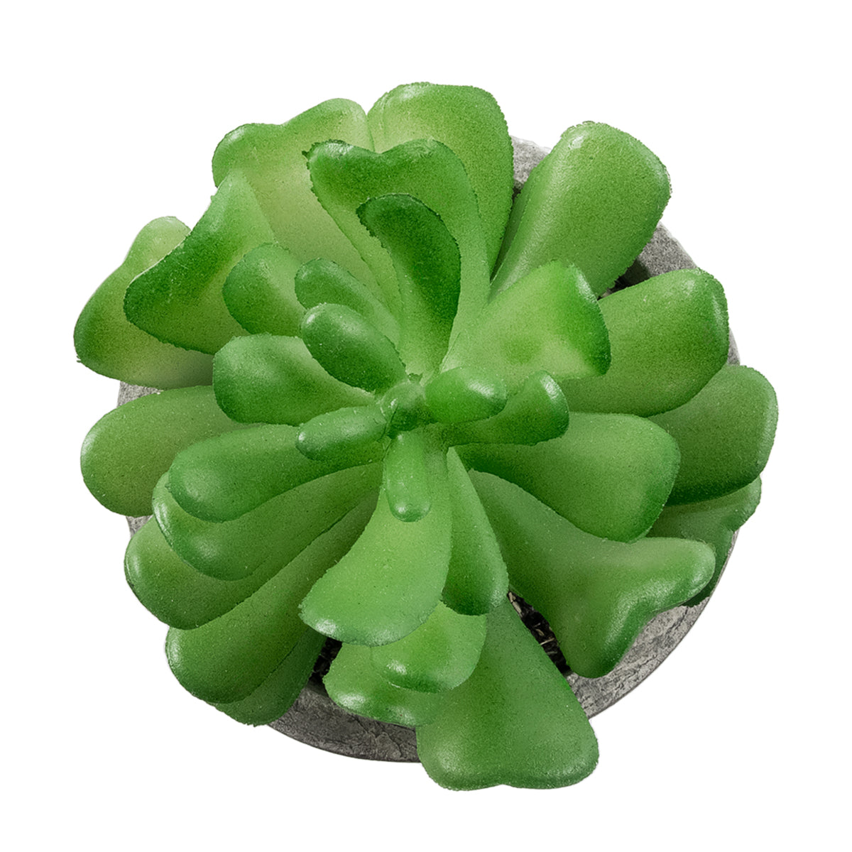 SUCCULENT CRASSULA 21014 Διακοσμητικό Φυτό Παχύφυτο Κράσουλα Υ11.5cm