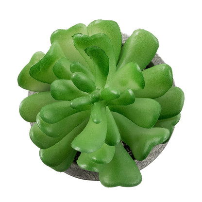 SUCCULENT CRASSULA 21014 Διακοσμητικό Φυτό Παχύφυτο Κράσουλα Υ11.5cm