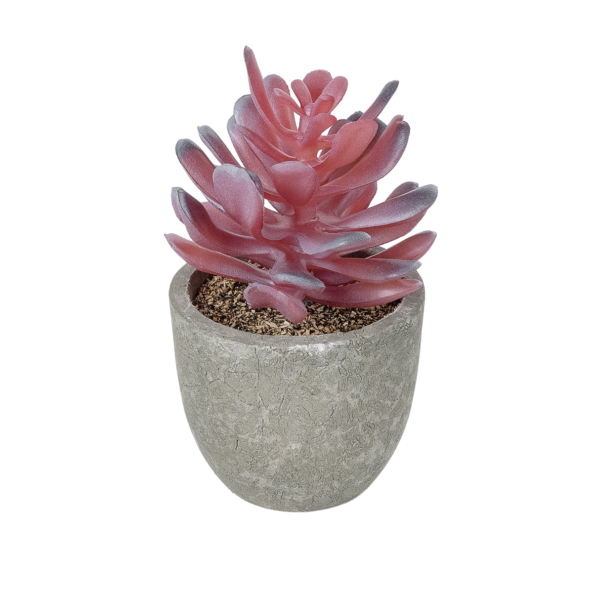 SUCCULENT CRASSULA POTTED PLANT 21015 Διακοσμητικό Φυτό Κρασούλα Φ7 x Υ11,5cm