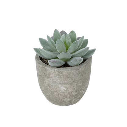 SUCCULENT SEDEVERIA POTTED PLANT 21016 Διακοσμητικό Φυτό Σεδεβέρια Φ7 x Υ8cm
