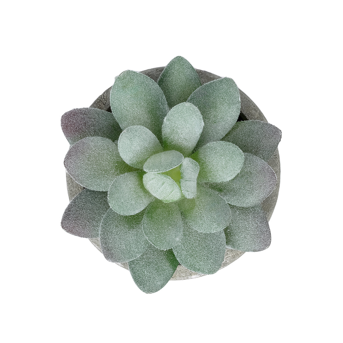 SUCCULENT SEDEVERIA POTTED PLANT 21016 Διακοσμητικό Φυτό Σεδεβέρια Φ7 x Υ8cm