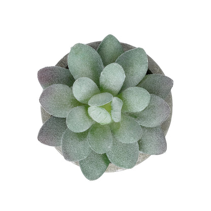 SUCCULENT SEDEVERIA POTTED PLANT 21016 Διακοσμητικό Φυτό Σεδεβέρια Φ7 x Υ8cm