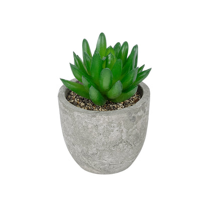 SUCCULENT SEDEVERIA POTTED PLANT 21019 Διακοσμητικό Φυτό Σεδεβέρια Φ6,5 x Υ9cm