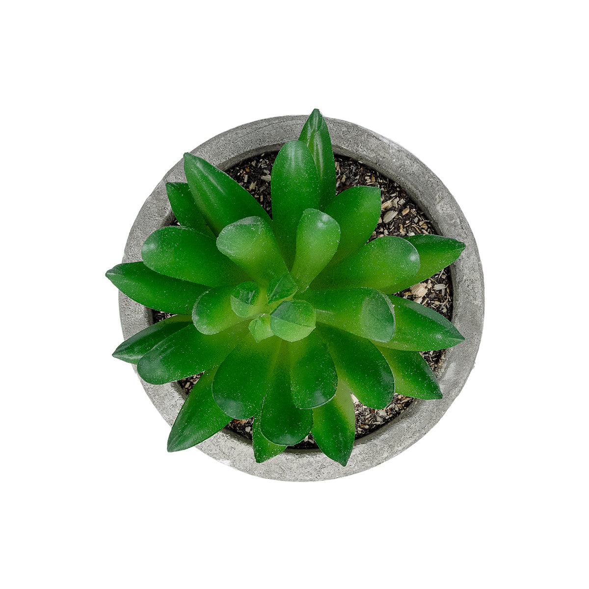 SUCCULENT SEDEVERIA POTTED PLANT 21019 Διακοσμητικό Φυτό Σεδεβέρια Φ6,5 x Υ9cm