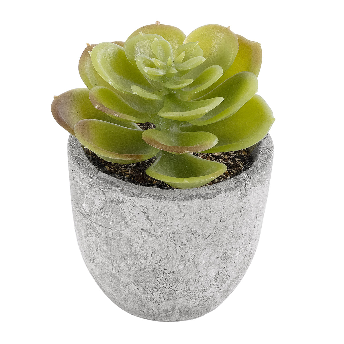 SUCCULENT SEDEVERIA 21021 Διακοσμητικό Φυτό Παχύφυτο Σεντεβέρια Υ8.5cm