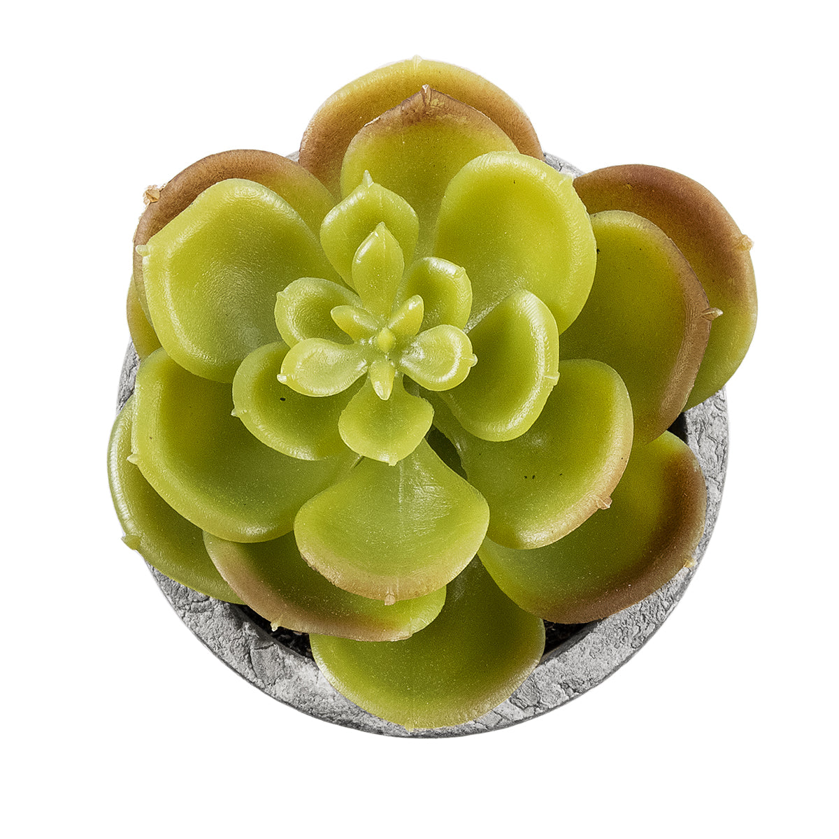 SUCCULENT SEDEVERIA 21021 Διακοσμητικό Φυτό Παχύφυτο Σεντεβέρια Υ8.5cm