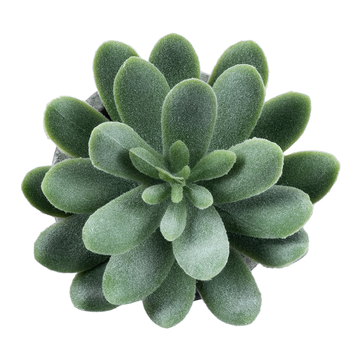 SUCCULENT SEDEVERIA 21025 Διακοσμητικό Φυτό Παχύφυτο Σεντεβέρια Υ10.5cm